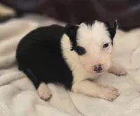 Harlow, a female Border Collie for sale in Rock, KS – Photo 2 of 5
