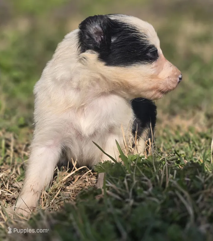 Harlow – Border Collie puppy for sale in Rock, KS