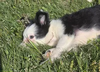Harlow, a female Border Collie for sale in Rock, KS – 2 of 8