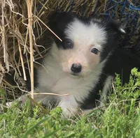 Harlow, a female Border Collie for sale in Rock, KS – 8 of 8