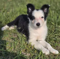 Harlow, a female Border Collie for sale in Rock, KS – 5 of 8