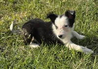 Harlow, a female Border Collie for sale in Rock, KS – 6 of 8
