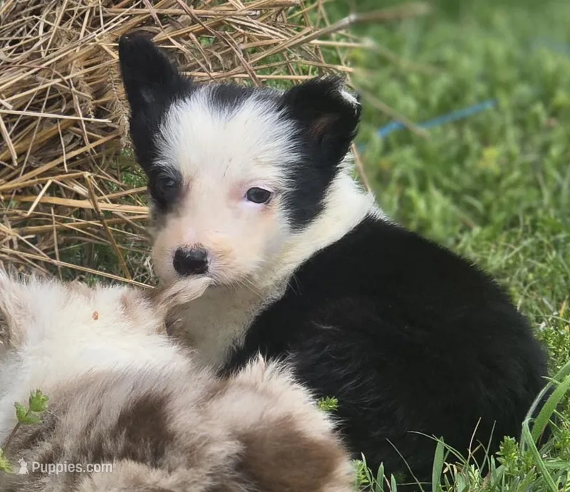 Harlow – Border Collie puppy for sale in Rock, KS