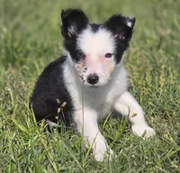 Harlow, a female Border Collie for sale in Rock, KS – 3 of 8