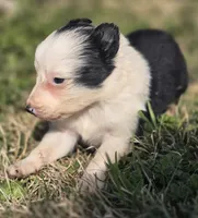 Harlow, a female Border Collie for sale in Rock, KS – Photo 4 of 5