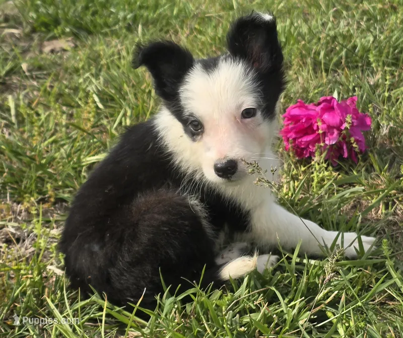 Harlow – Border Collie puppy for sale in Rock, KS