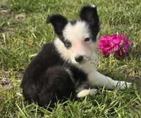 Harlow, a female Border Collie for sale in Rock, KS – 1 of 8