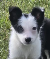 Harlow, a female Border Collie for sale in Rock, KS – 4 of 8
