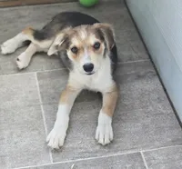 Samoa, a female Border Collie for sale in Douglass, KS – 7 of 7