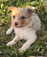 Fairydust, a female Border Collie for sale in Douglass, KS – 2 of 5