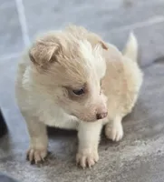 Sunny, a female Border Collie for sale in Rock, KS – 9 of 9