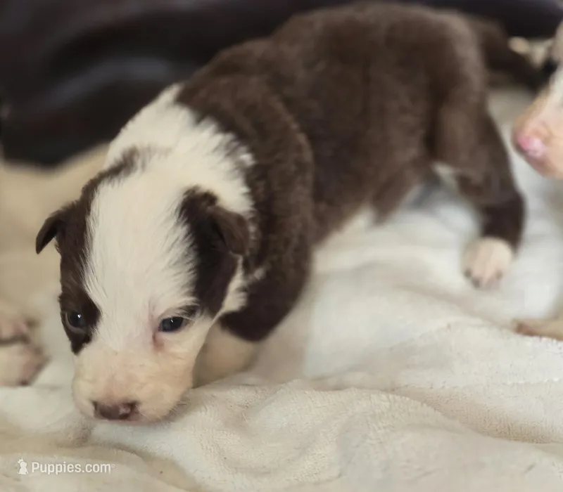 Hester – Border Collie puppy for sale in Rock, KS