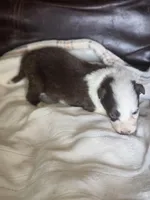 Hester, a female Border Collie for sale in Rock, KS – Photo 3 of 3