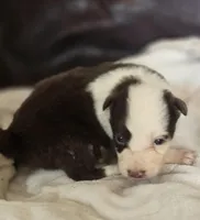Hester, a female Border Collie for sale in Rock, KS – Photo 2 of 3