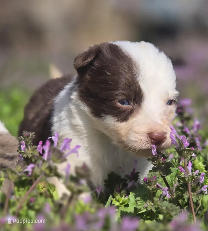 Hester – Border Collie puppy for sale in Rock, KS