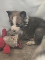 Paisley, a female Border Collie for sale in Rock, KS – Photo 3 of 5