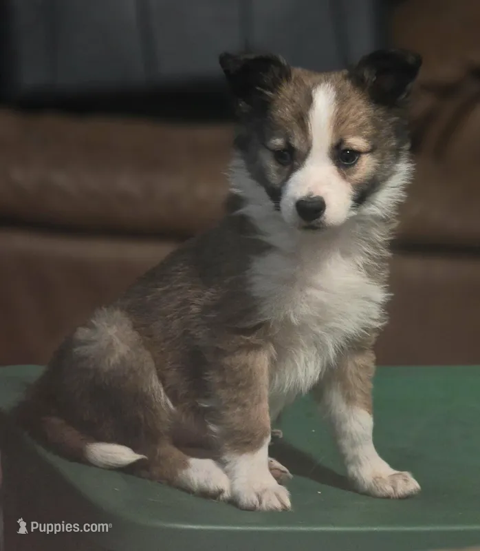 Paisley – Border Collie puppy for sale in Rock, KS