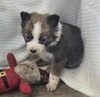 Paisley, a female Border Collie for sale in Rock, KS – Photo 2 of 5