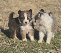 Paisley, a female Border Collie for sale in Rock, KS – Photo 5 of 5