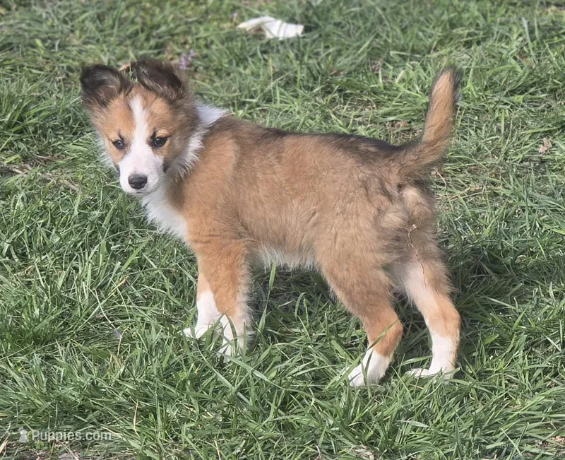 Paisley – Border Collie puppy for sale in Rock, KS