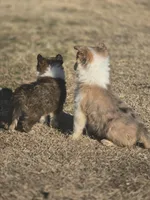 Paisley, a female Border Collie for sale in Rock, KS – Photo 4 of 5