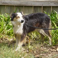 Ivy, a female Border Collie for sale in Rock, KS – Photo 1 of 3