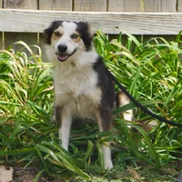 Ivy, a female Border Collie for sale in Rock, KS – Photo 3 of 3