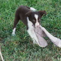Destiny, a female Border Collie for sale in Rock, KS – 5 of 7