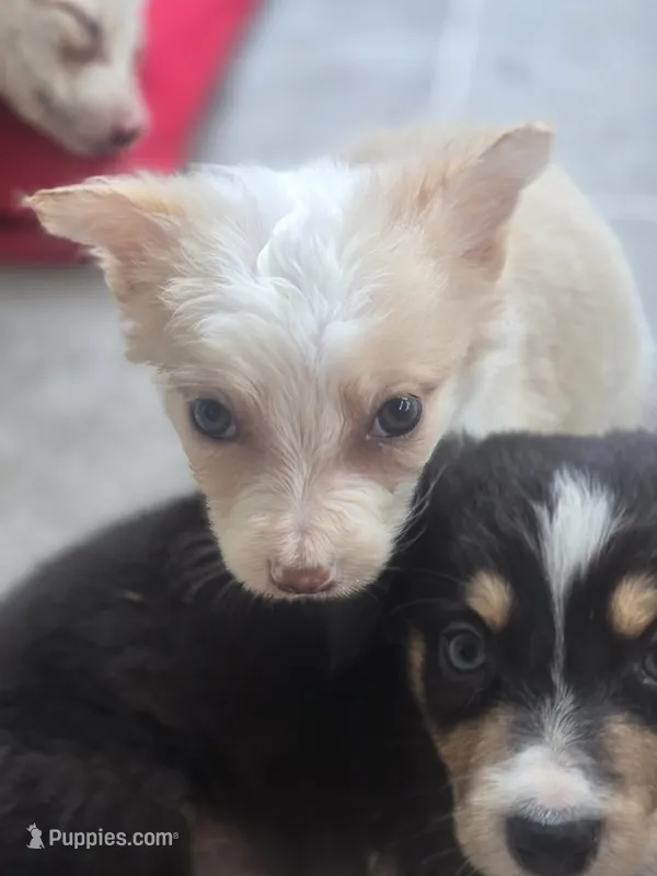 Sunny – Border Collie puppy for sale in Rock, KS