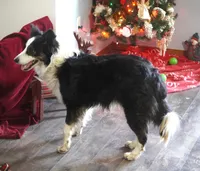 Hunter, a male Border Collie for sale in Rock, KS – Photo 4 of 8