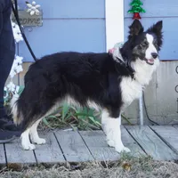 Hunter, a male Border Collie for sale in Rock, KS – Photo 5 of 8