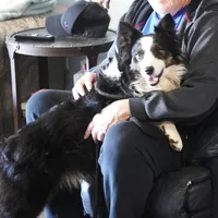 Hunter, a male Border Collie for sale in Rock, KS – Photo 2 of 8