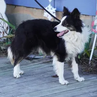 Hunter, a male Border Collie for sale in Rock, KS – Photo 1 of 8