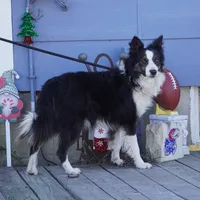 Hunter, a male Border Collie for sale in Rock, KS – Photo 7 of 8