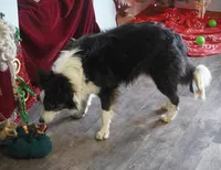 Hunter, a male Border Collie for sale in Rock, KS – Photo 8 of 8