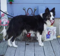 Hunter, a male Border Collie for sale in Rock, KS – Photo 3 of 8