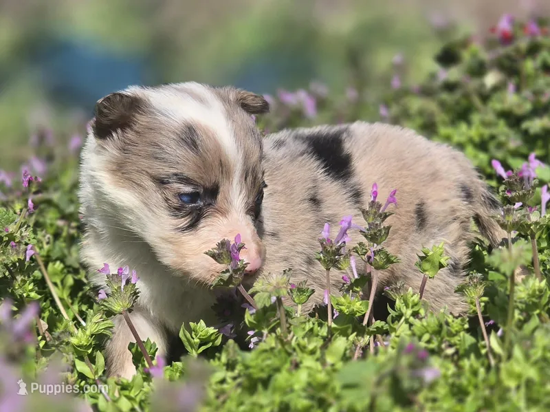 Hailey – Border Collie puppy for sale in Rock, KS