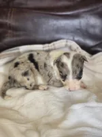 Hailey, a female Border Collie for sale in Rock, KS – Photo 3 of 3