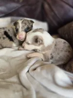 Hailey, a female Border Collie for sale in Rock, KS – Photo 2 of 3