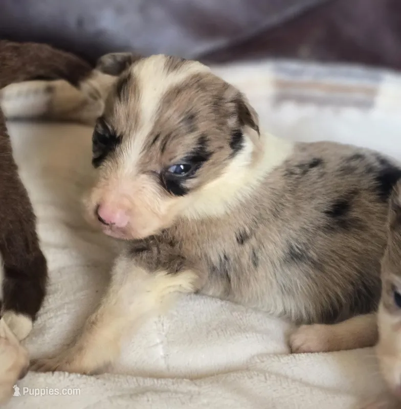 Hailey – Border Collie puppy for sale in Rock, KS