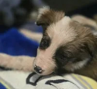 Dana, a female Border Collie for sale in Douglass, KS – 1 of 9