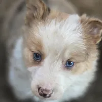 Pierre, a male Border Collie for sale in Rock, KS – Photo 2 of 10