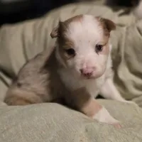 Pierre, a male Border Collie for sale in Rock, KS – Photo 6 of 10