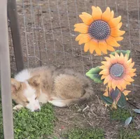 Pierre, a male Border Collie for sale in Rock, KS – Photo 8 of 10