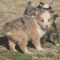 Pierre, a male Border Collie for sale in Rock, KS – Photo 1 of 10
