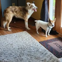 Pierre, a male Border Collie for sale in Rock, KS – Photo 7 of 10