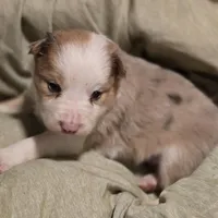 Pierre, a male Border Collie for sale in Rock, KS – Photo 4 of 10