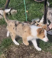 Pierre, a male Border Collie for sale in Rock, KS – Photo 10 of 10