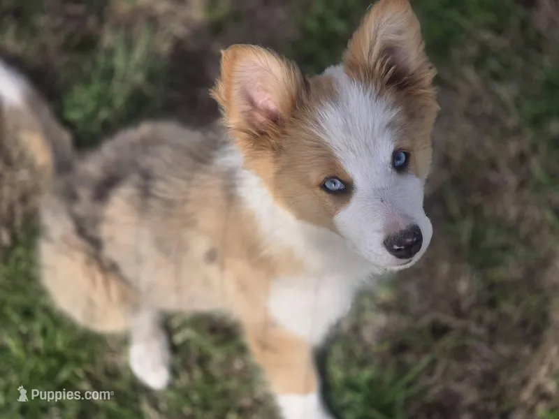 Pierre – Border Collie puppy for sale in Rock, KS