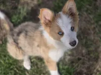 Pierre, a male Border Collie for sale in Rock, KS – Photo 9 of 10